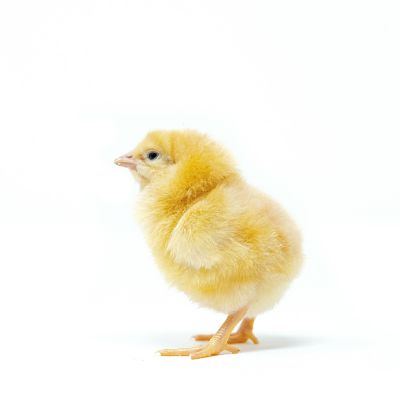 Image showing  Live Buff Chantecler Baby Chicks, 10 ct.