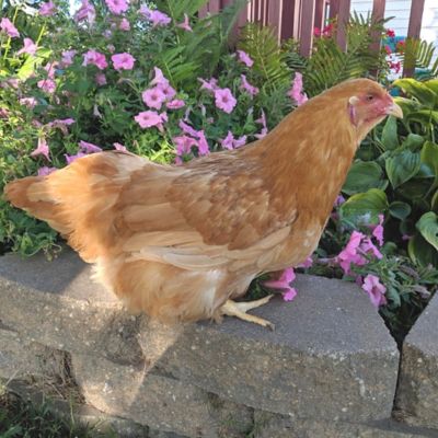 Hoover's Hatchery Live Buff Chantecler Chickens, 10 ct., Female