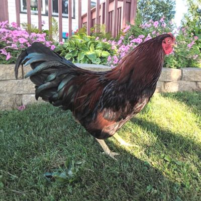 Hoover's Hatchery Live Partridge Chantecler Baby Chicks, 10 ct.