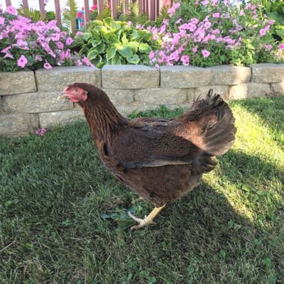 Hoover's Hatchery Live Partridge Chantecler Chickens, 10 ct., Female