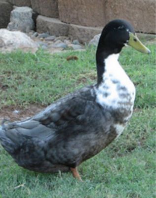 Ducks at Tractor Supply Co.