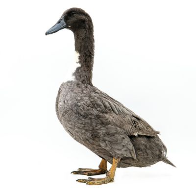 Image showing  Live Blue Swedish Ducklings, 10 ct.