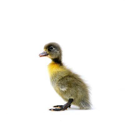 Image showing  Live Blue Swedish Ducklings, 10 ct.
