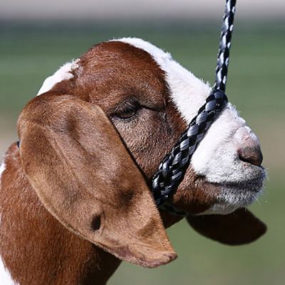 Sullivan Supply Soft Braid Sheep and Goat Halter, 0.15 lb., 6.1 in. x 6.6 in. x 1.7 in.