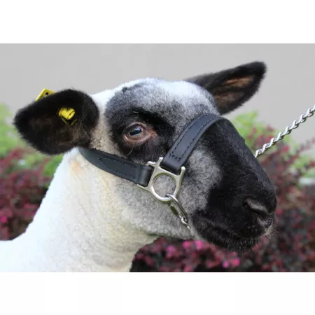 Sullivan Supply 1st Class Polyester Sheep Show Halter Livestock Ropes Halters & Hobbles