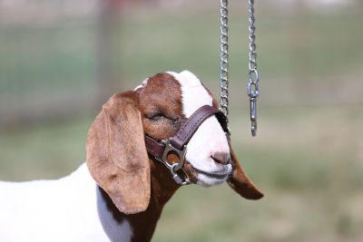 Product TrademarkColor1