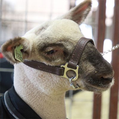 Image showing  Polyester 1st Class Sheep Show Halter
