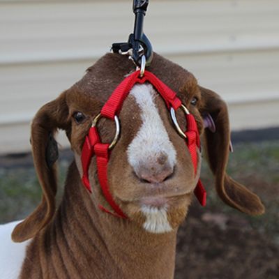 Image showing  Nylon Performance Lamb and Goat Exercise Halter