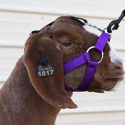 Sullivan Supply Nylon Performance Lamb and Goat Exercise Halter