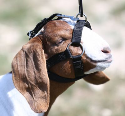 Sullivan Supply First Class Goat Show Halter at Tractor Supply Co.