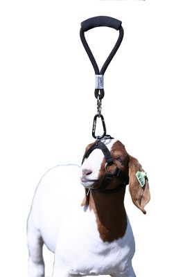 Sullivan Supply Buddy System Walking Lamb and Goat Lead with Grip