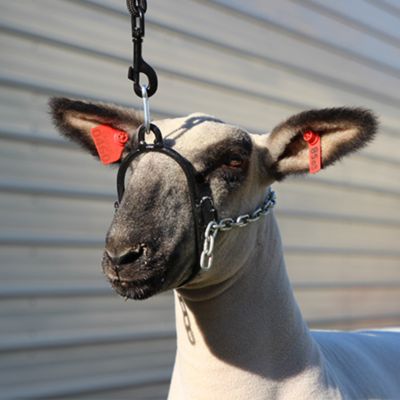 Image showing  Lamb Breaking Halter