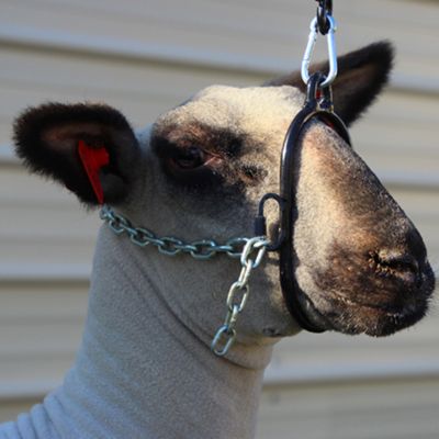 Image showing  Lamb Breaking Halter