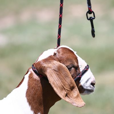 Sullivan Supply Snap Lead Sheep and Goat Halter