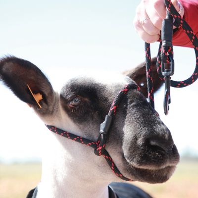 thumbnail image 2 of Slide Ring Rope Halter - Zero-drag Form, Big Discounts Available Now 2 of 13