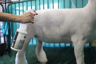 Image showing  Sugar Coat Natural Show Day Whitening Spray