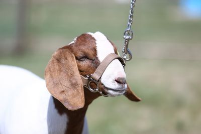 Sullivan Supply First Class Goat Show Halter