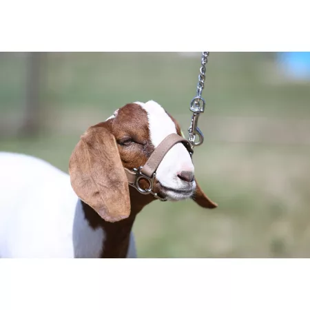 Sullivan Supply Premium Biothane Goat Show Halter Livestock Ropes Halters & Hobbles