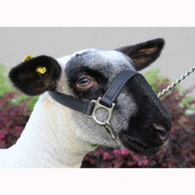 Image showing  Biothane First Class Goat Show Halter
