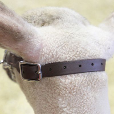 Image showing  Biothane First Class Goat Show Halter