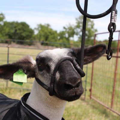 Image showing  Lamb Grooming Starter Kit