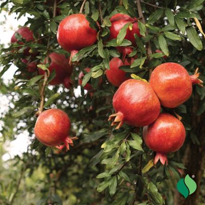 Image showing  Pomegranate Wonderful