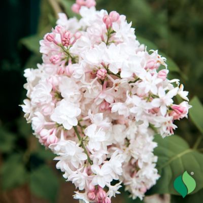 Image showing  Lilac Krasavitsa Moskvy