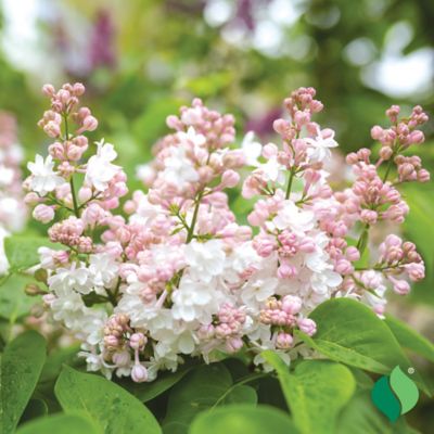 Image showing  Lilac Krasavitsa Moskvy