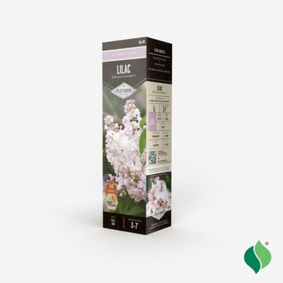 Image showing  Lilac Krasavitsa Moskvy