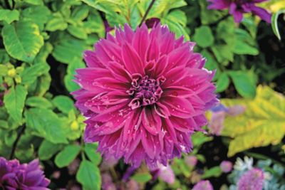 DeGroot Purple Thomas Edison Dahlia Plant