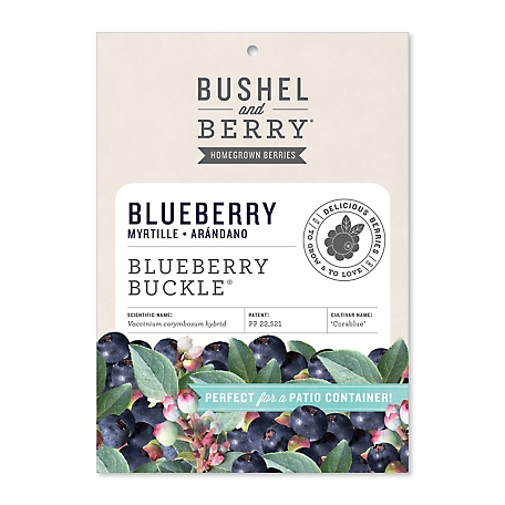 Bushel and Berry Blueberry Buckle