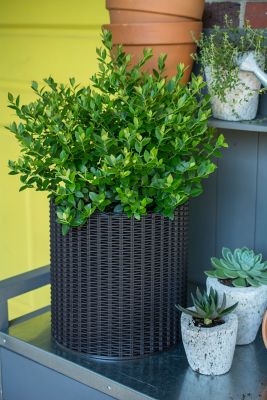 Image showing  Blueberry Buckle