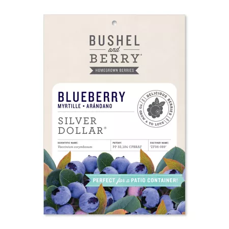 Bushel and berries cornflower silver dollar Fruit Trees & Plants