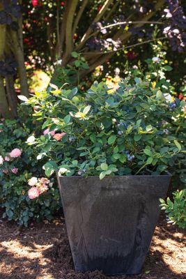 Image showing  Blueberry Silver Dollar