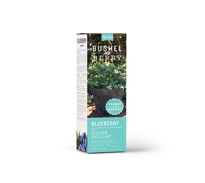 Image showing  Blueberry Silver Dollar