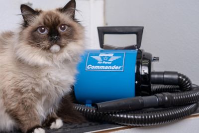 Image showing  4.0 High-Powered 2-Speed Pet Dryer