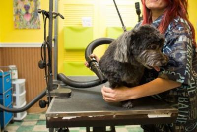 Image showing  4.0 High Power Pet Dryer, 114-141273