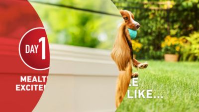 Image showing  Plus Healthy Weight High-Protein Dog Food Dry Formula