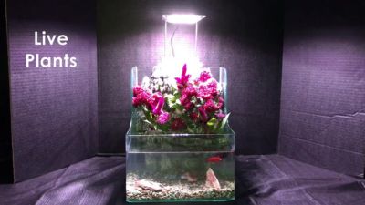 Image showing  Square Desktop Aquarium Planting Fish Tank