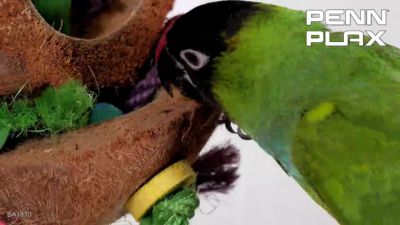 Image showing  Coconut Kabob with Wood and Sisal