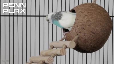 Image showing  Cocohide with Ladder Bird House Accessory