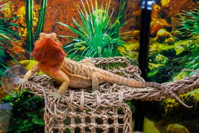 Image showing  Lizard Lounger Corner, 17 in. x 10 in.