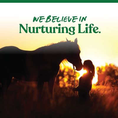 Image showing  Alfalfa and Molasses Nugget Horse Treats, 4 lb.
