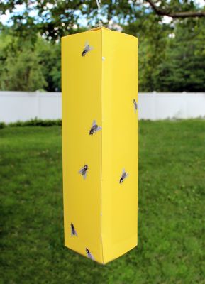 Image showing  Fly Traps, 4-Pack