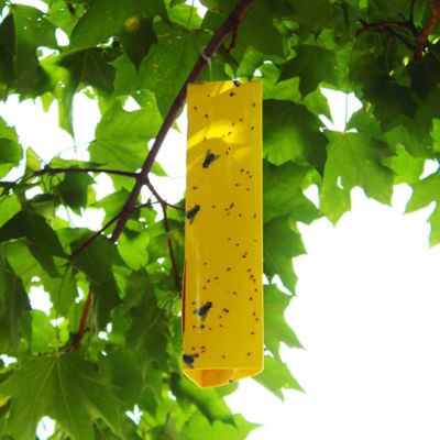 Image showing  Fly Traps, 4-Pack