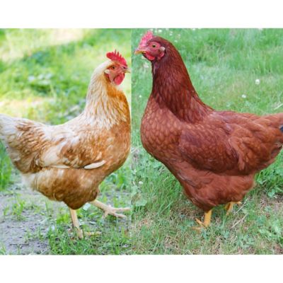 Hoover's Hatchery Live Assortment of Golden Comet and Rhode Island Red Chickens, 10 ct.