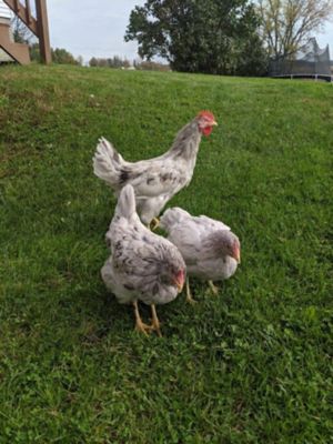 Hoover's Hatchery Live Sapphire Splash Baby Chicks, 10 ct.