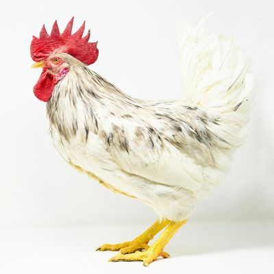 Image showing  Live Sapphire Splash Baby Chicks, 10 ct.