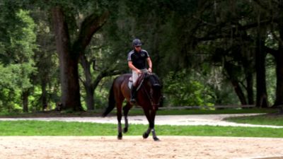 Image showing  Rejuvenate SmartScrim Horse Therapy Blanket