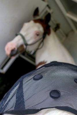 Image showing  Rejuvenate SmartScrim Horse Therapy Blanket